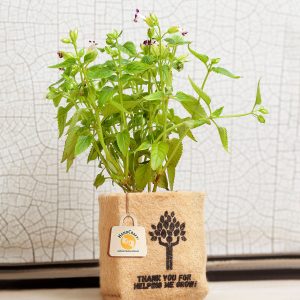 Indoor Jute Planter